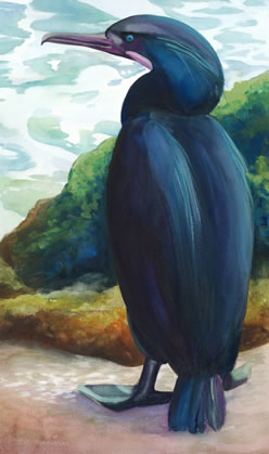 Cormorant